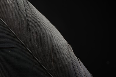 Beautiful bird feather on black background, closeup. Space for text