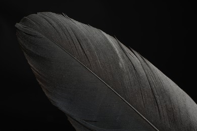 Photo of Beautiful bird feather on black background, closeup