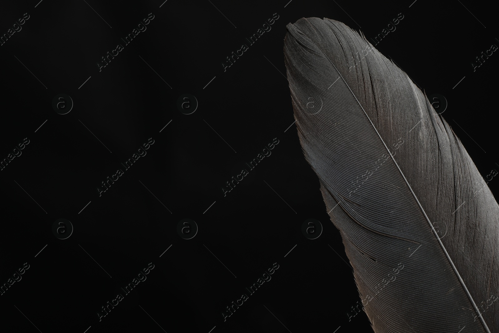 Photo of Beautiful bird feather on black background, closeup. Space for text