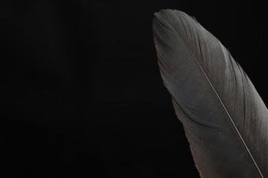 Beautiful bird feather on black background, closeup. Space for text