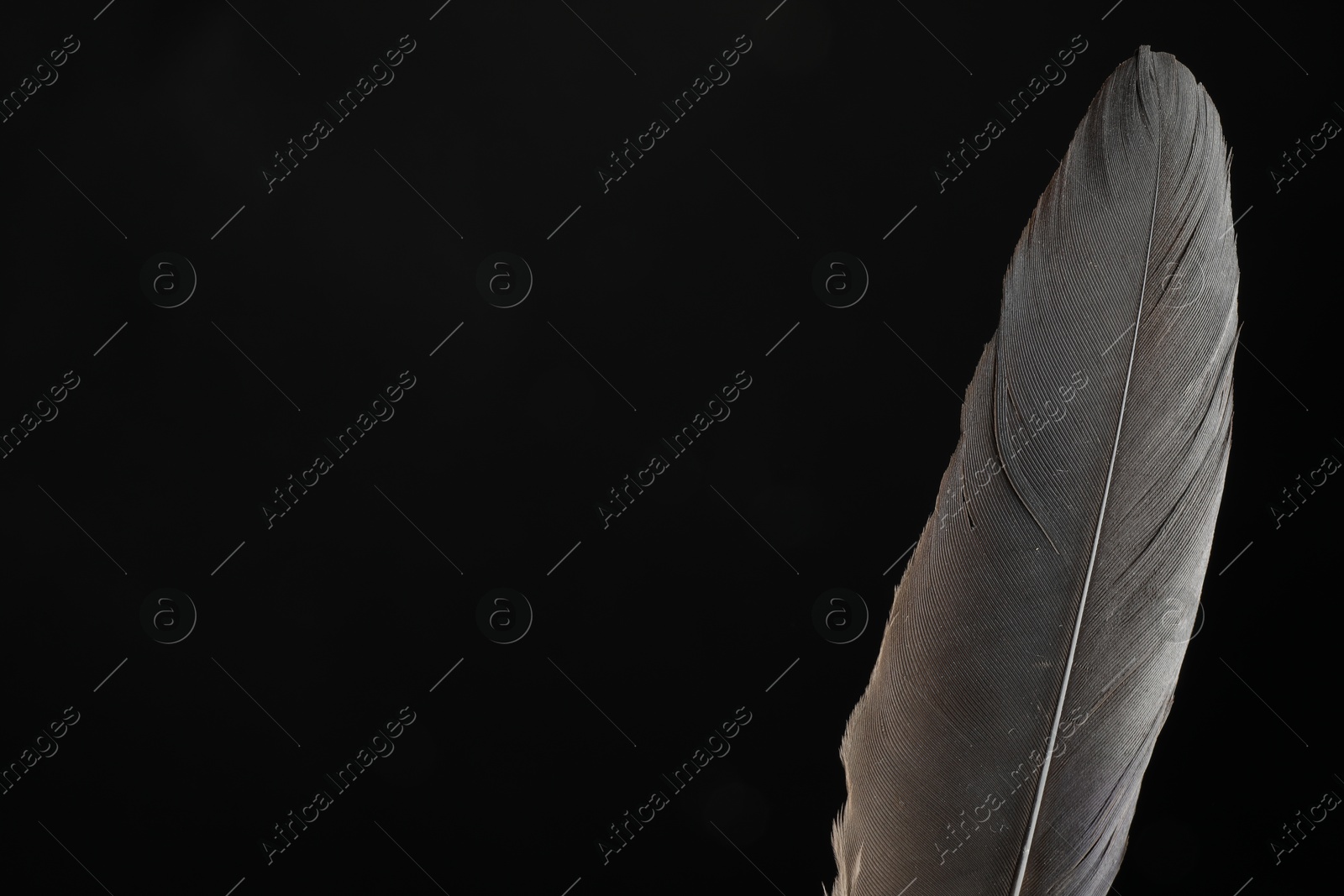 Photo of Beautiful bird feather on black background, closeup. Space for text