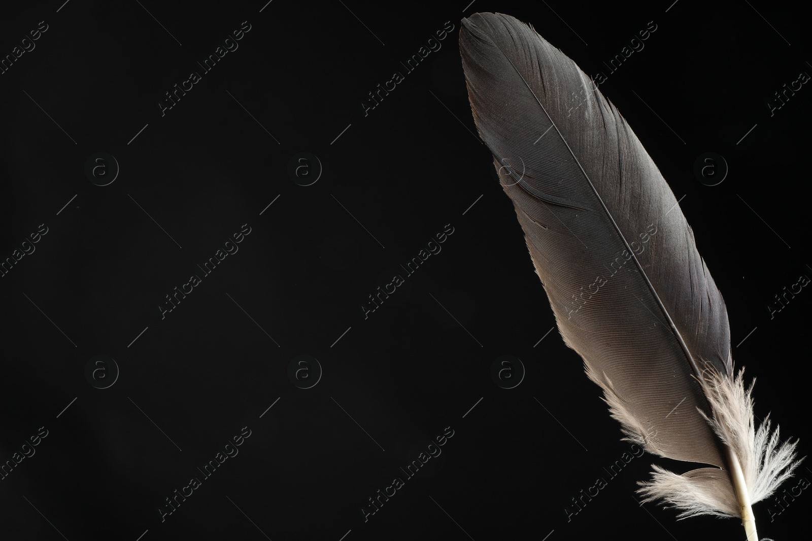 Photo of Beautiful bird feather on black background, space for text