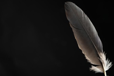 Beautiful bird feather on black background, space for text