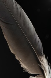 Beautiful bird feather on black background, closeup