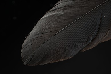 Photo of Beautiful bird feather on black background, closeup