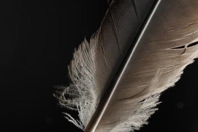 Beautiful bird feather on black background, closeup