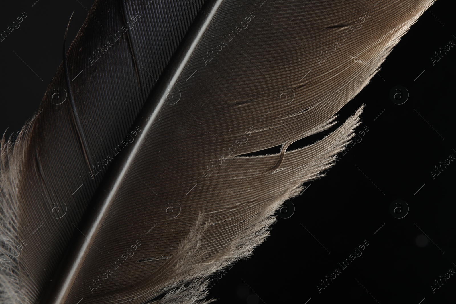 Photo of Beautiful bird feather on black background, closeup