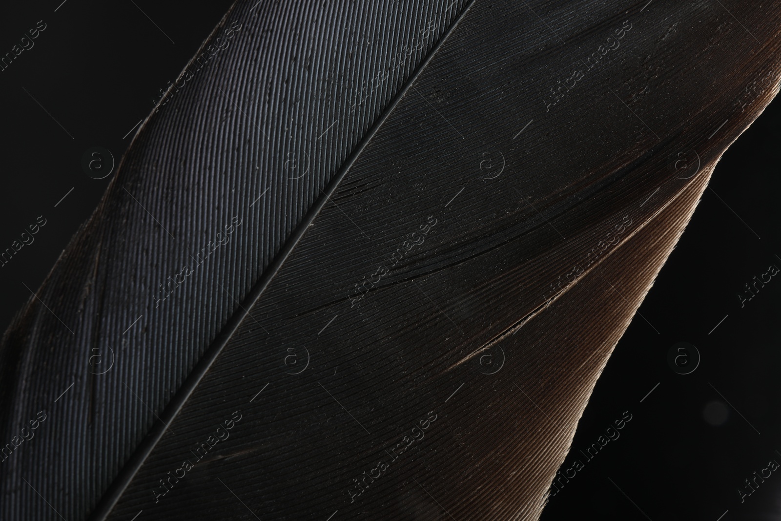 Photo of Beautiful bird feather on black background, closeup