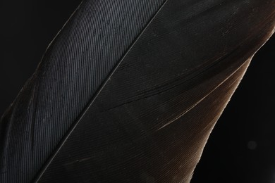 Beautiful bird feather on black background, closeup