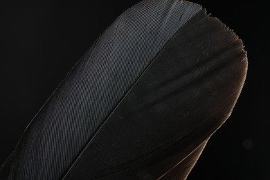 Beautiful bird feather on black background, closeup