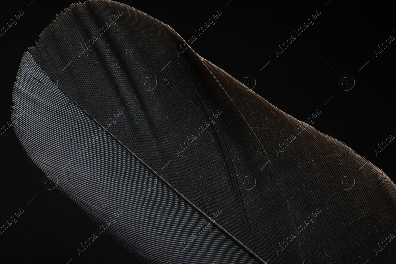 Photo of Beautiful bird feather on black background, closeup