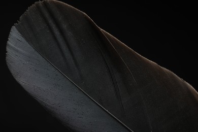 Photo of Beautiful bird feather on black background, closeup