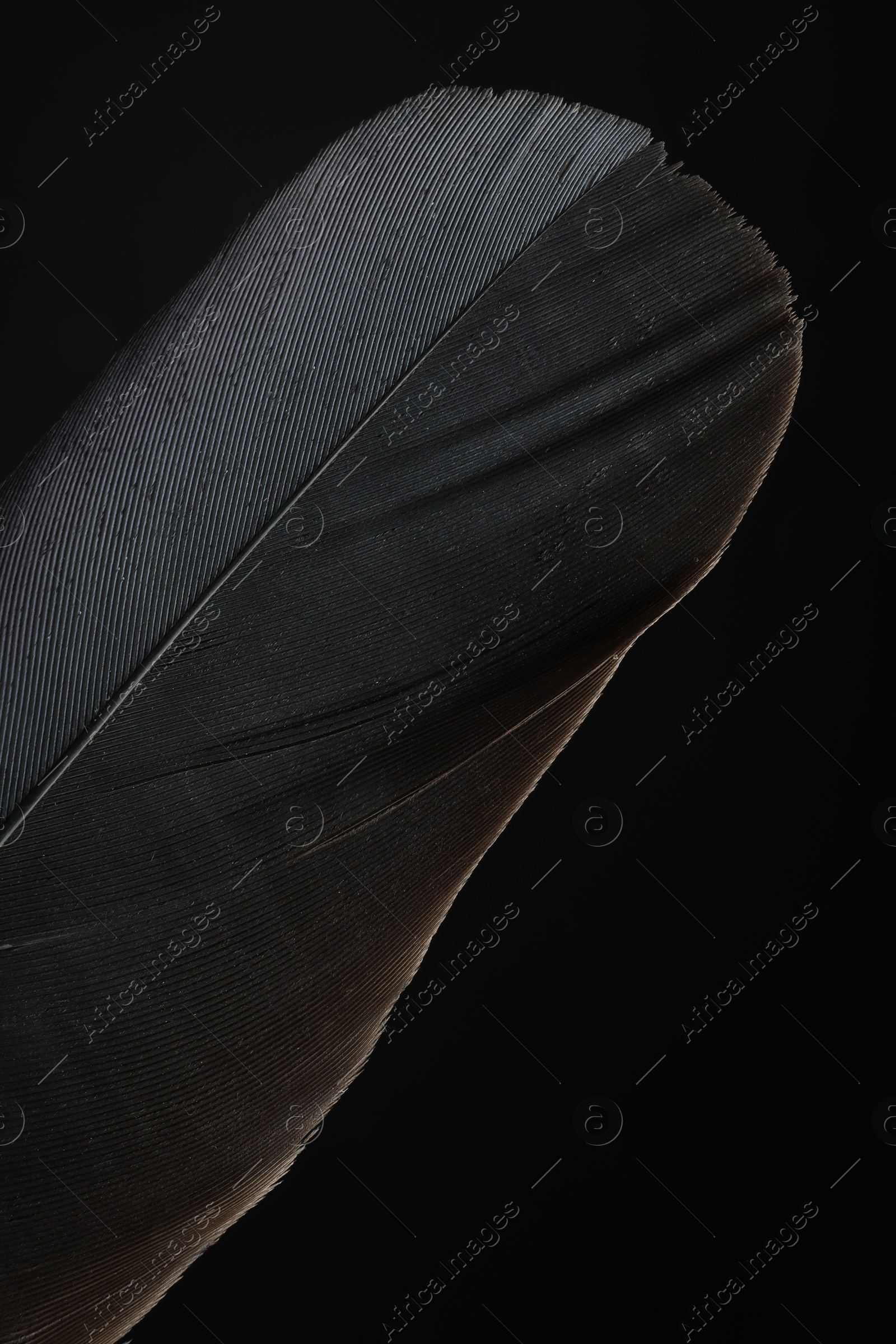 Photo of Beautiful bird feather on black background, closeup