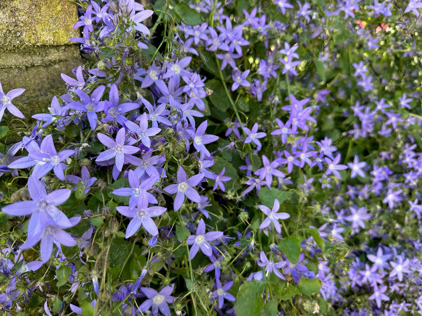 Photo of Beautiful purple flowers climbing on fence outdoors, closeup