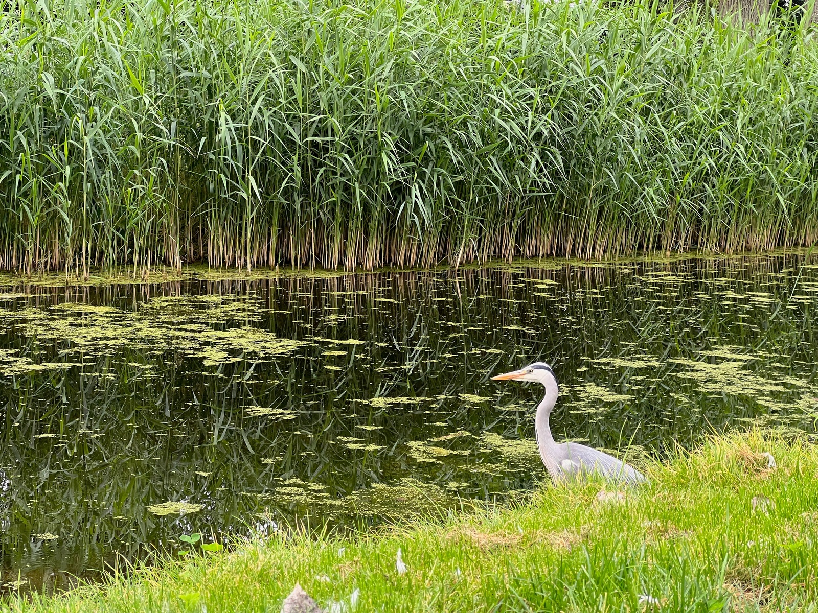 Photo of Picturesque view of heron on green grass near canal