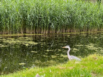 Photo of Picturesque view of heron on green grass near canal