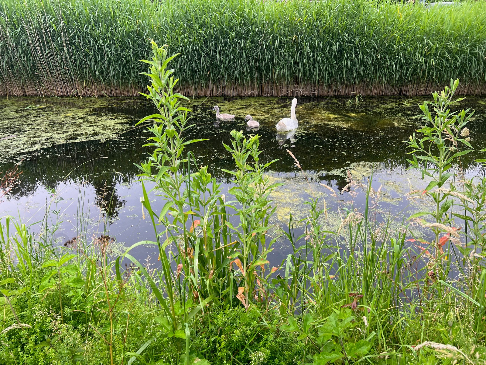 Photo of Picturesque view of canal with beautiful swans