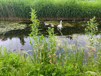 Picturesque view of canal with beautiful swans