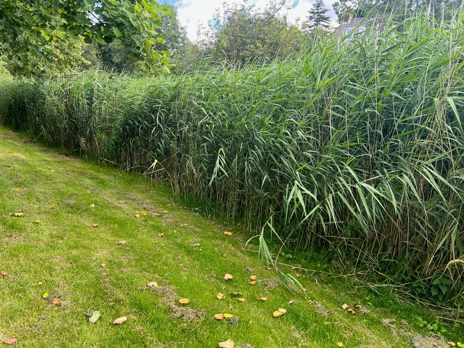 Photo of Picturesque view of park with plants in summer