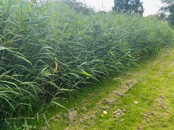 Picturesque view of park with plants in summer