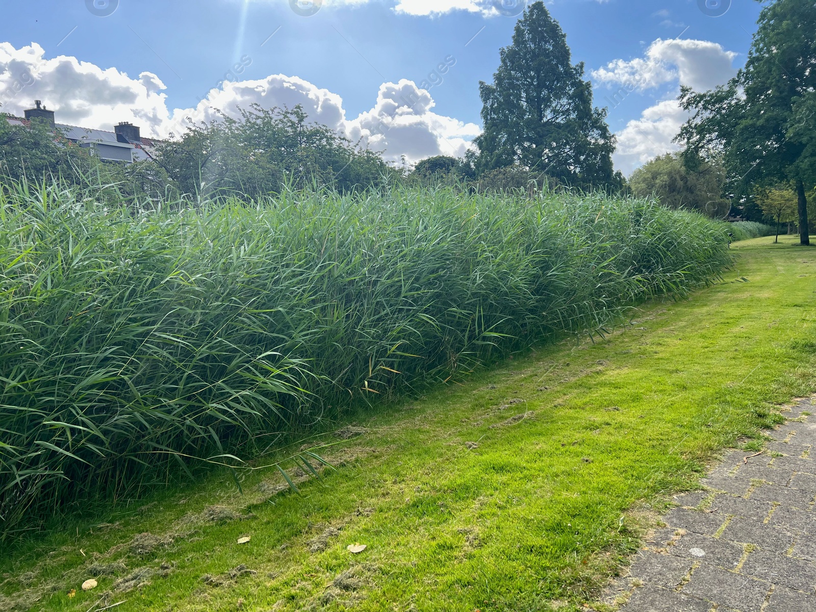 Photo of Picturesque view of park with trees and pathway in summer