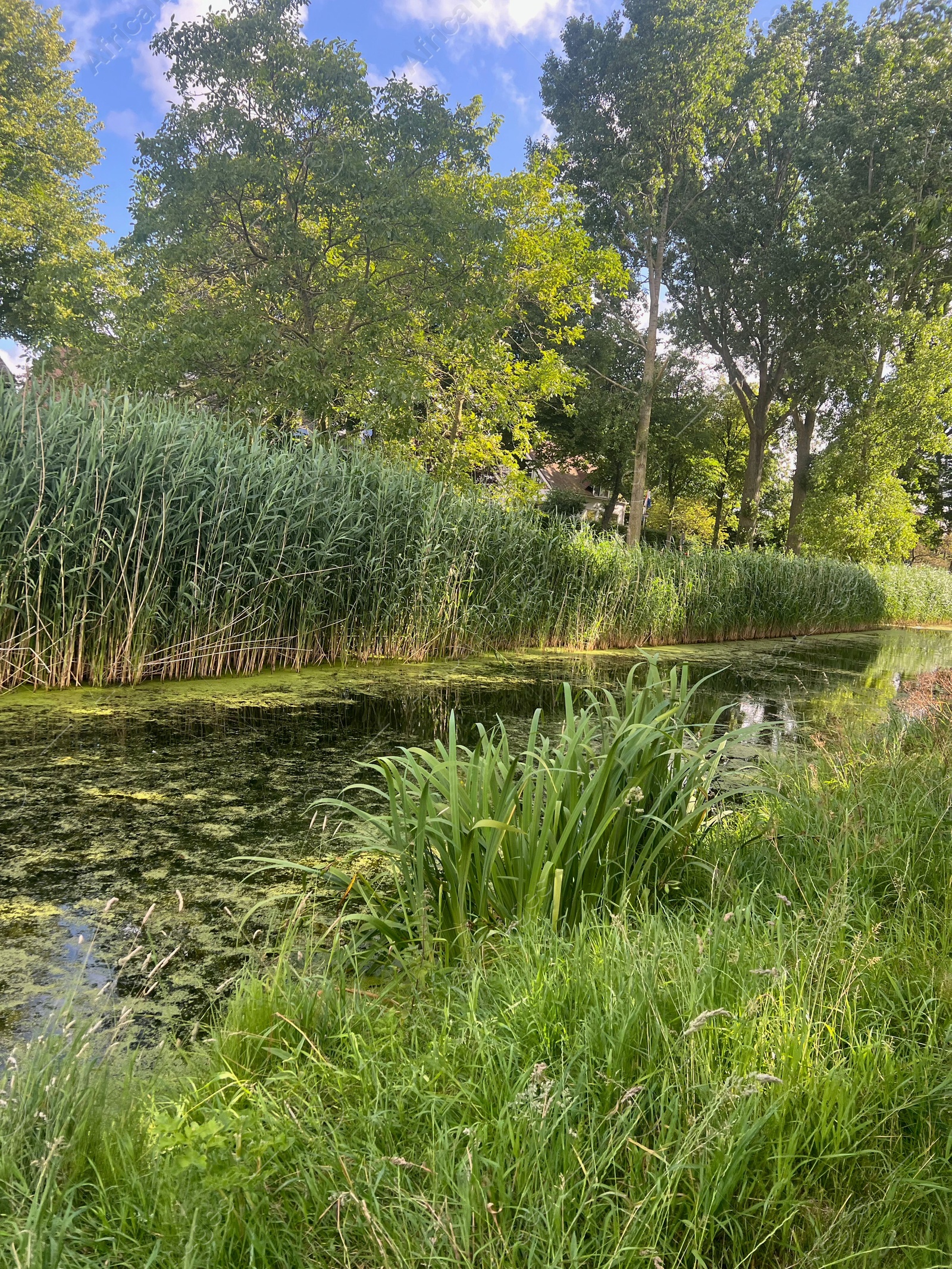 Photo of Picturesque view of river, trees and grass on summer day