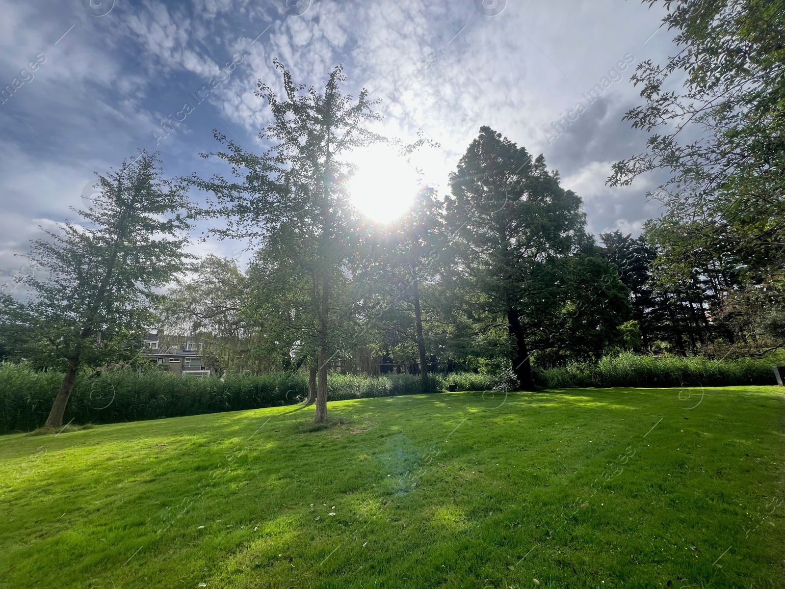 Photo of Picturesque view of park with trees in summer