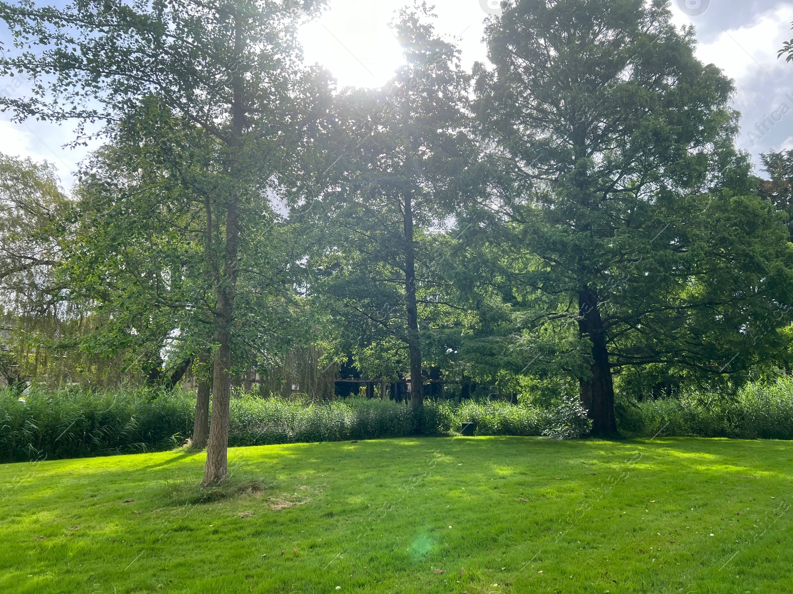 Photo of Picturesque view of park with trees in summer