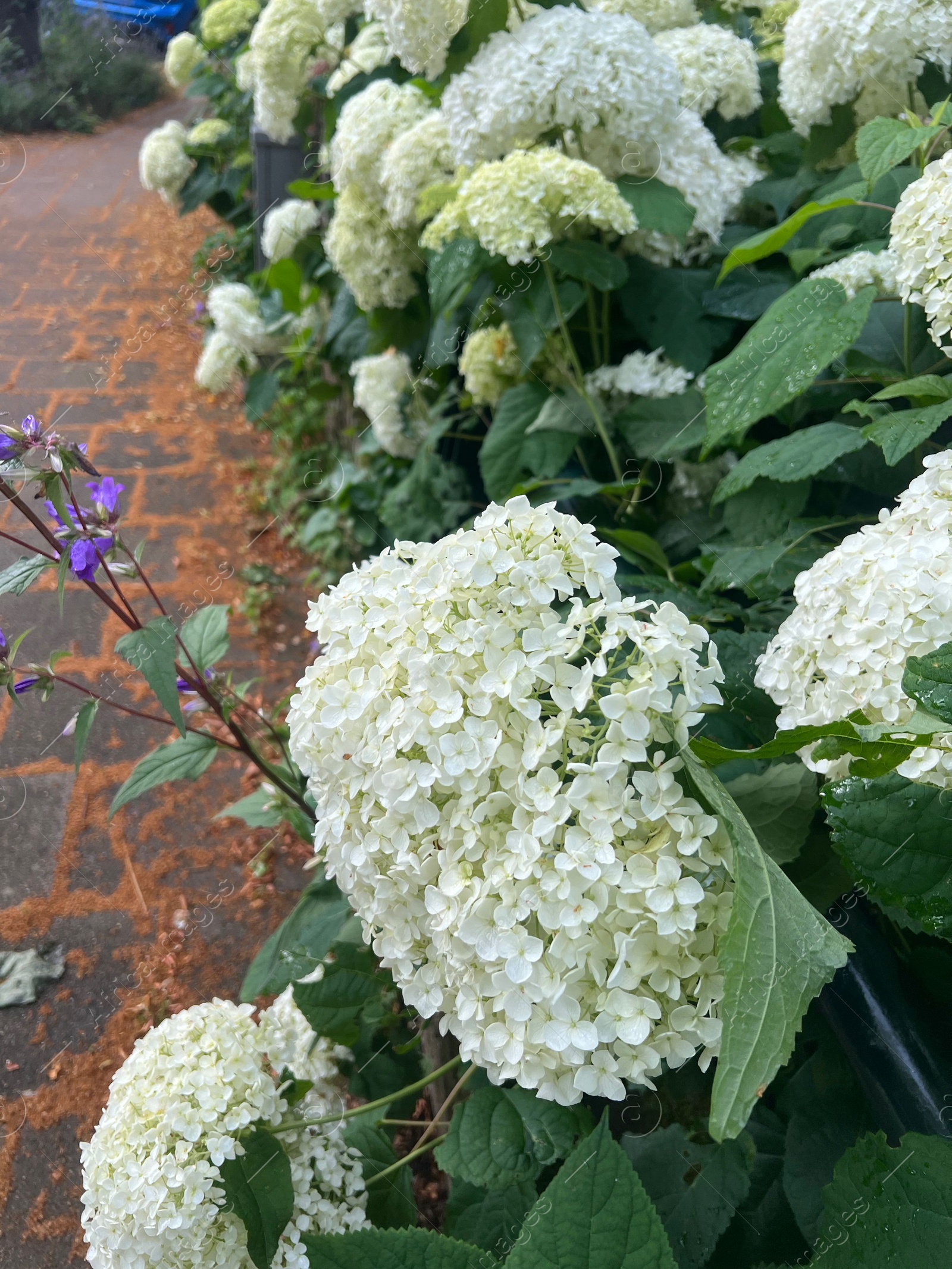 Photo of Beautiful bush with blooming hydrangea flowers outdoors