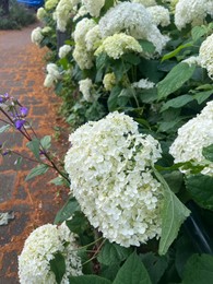 Beautiful bush with blooming hydrangea flowers outdoors