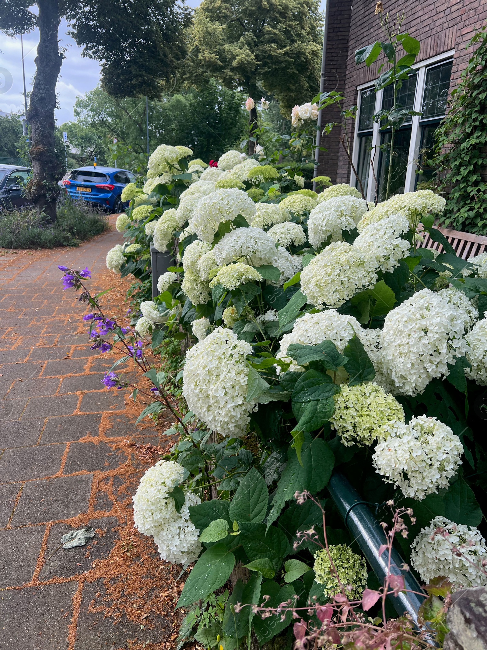 Photo of Beautiful blooming hydrangea flowers on city street