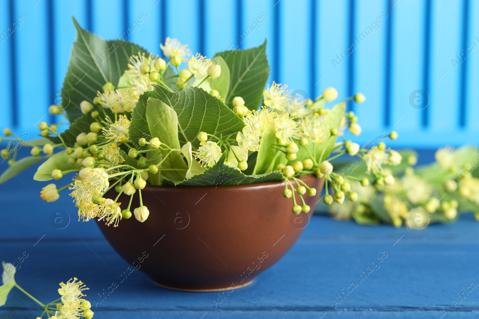 Photo of Fresh linden leaves and flowers in bowl on blue wooden table