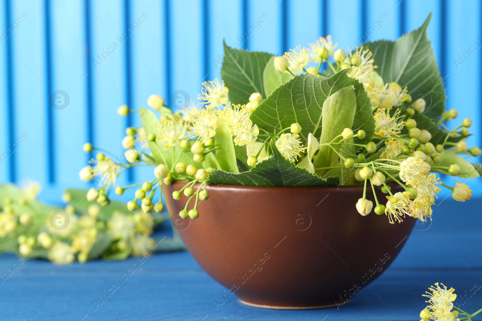 Photo of Fresh linden leaves and flowers in bowl on blue wooden table