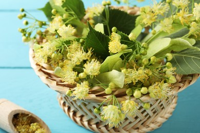 Photo of Fresh linden leaves and flowers in wicker basket on light blue wooden table, closeup