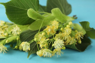 Photo of Fresh linden leaves and flowers on light blue wooden table, closeup