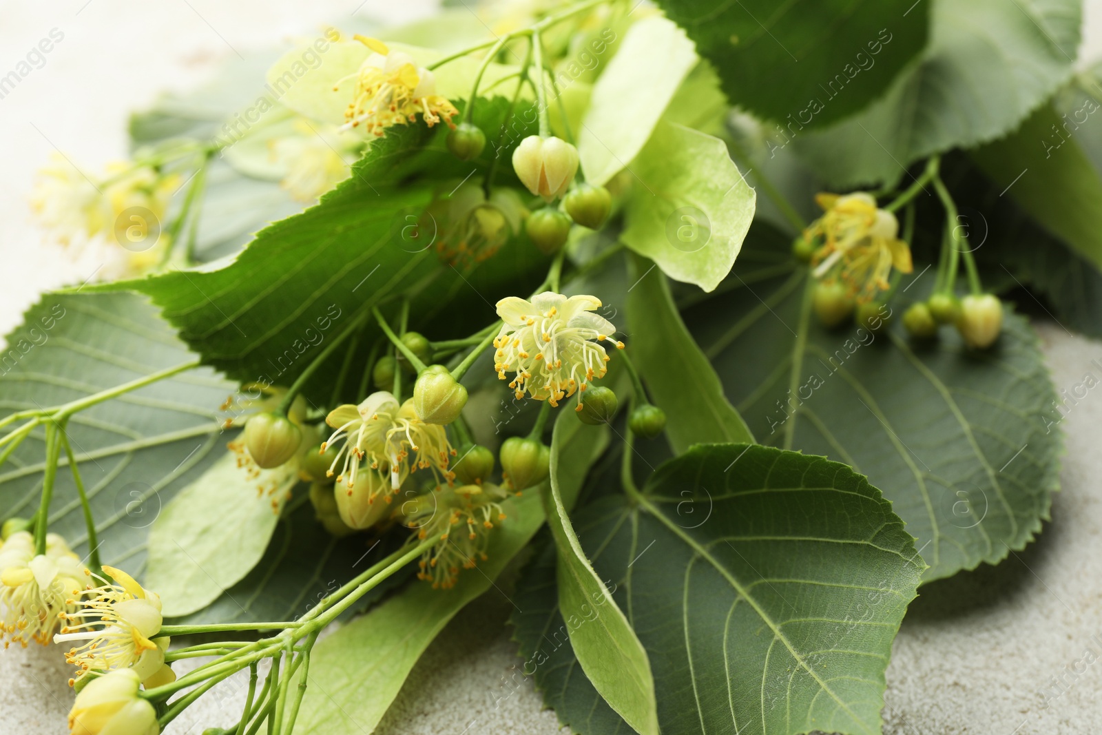 Photo of Fresh linden leaves and flowers on light grey table, closeup