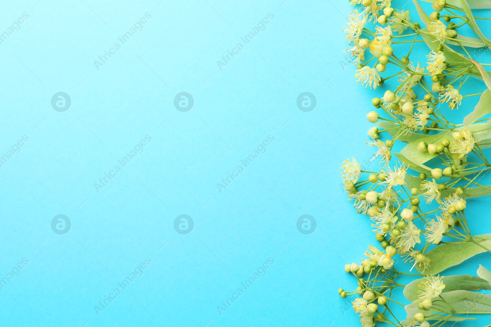 Photo of Fresh linden leaves and flowers on light blue background, top view. Space for text