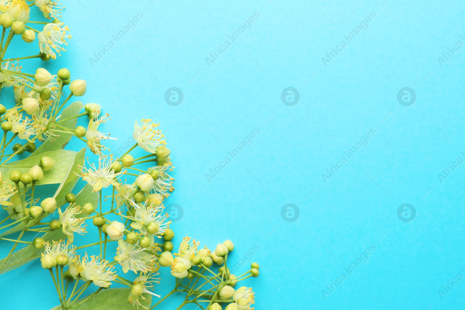 Photo of Fresh linden leaves and flowers on light blue background, top view. Space for text