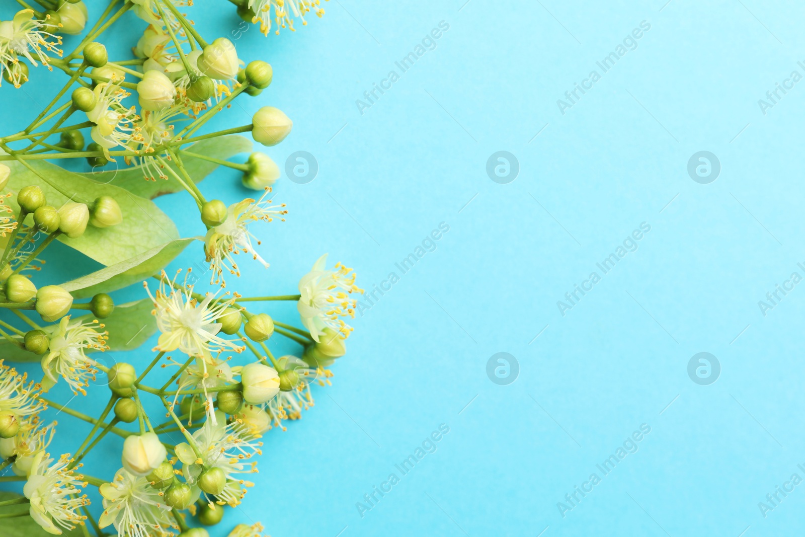 Photo of Fresh linden leaves and flowers on light blue background, top view. Space for text