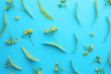 Photo of Fresh linden leaves and flowers on light blue background, top view