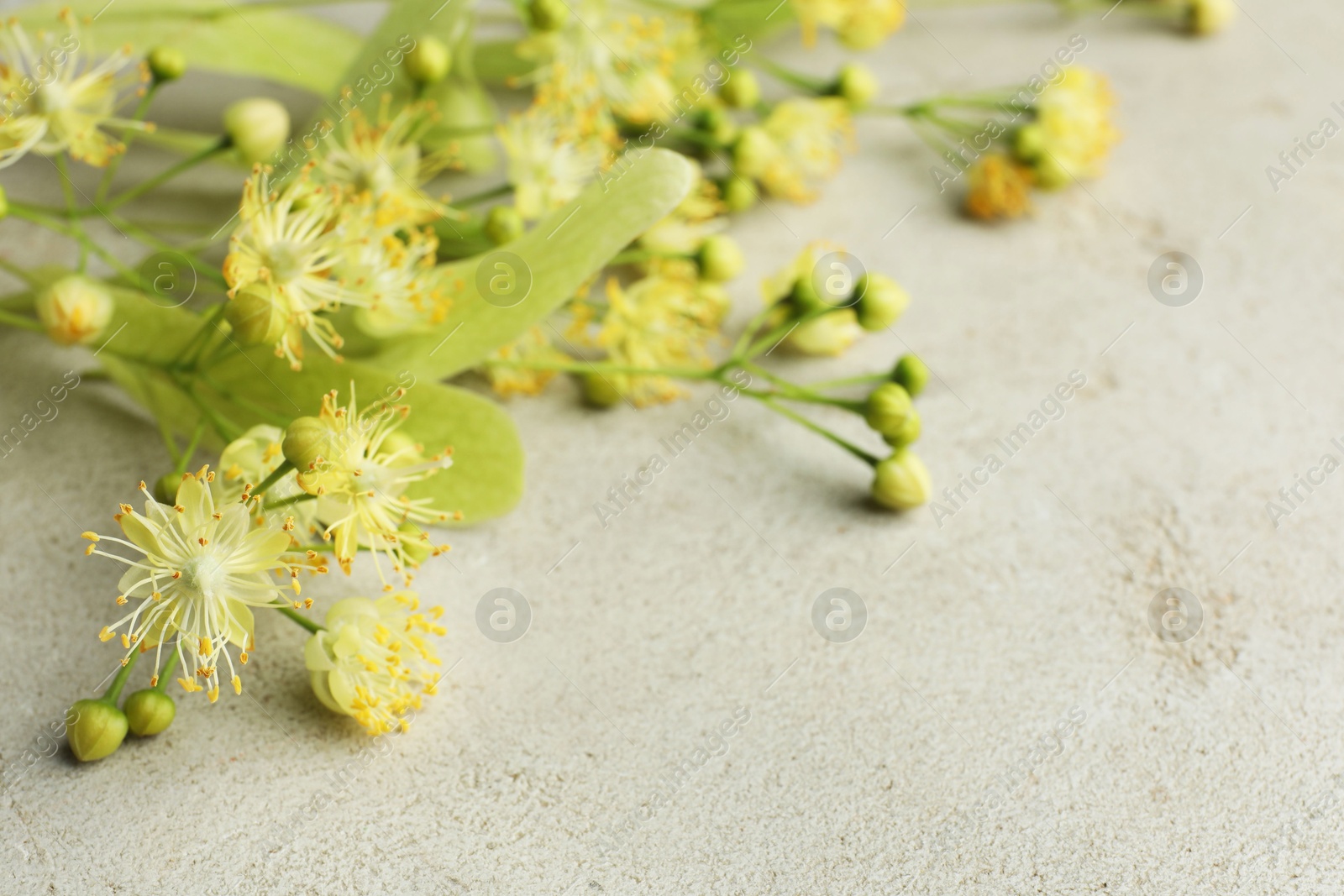 Photo of Fresh linden leaves and flowers on light grey table, closeup. Space for text