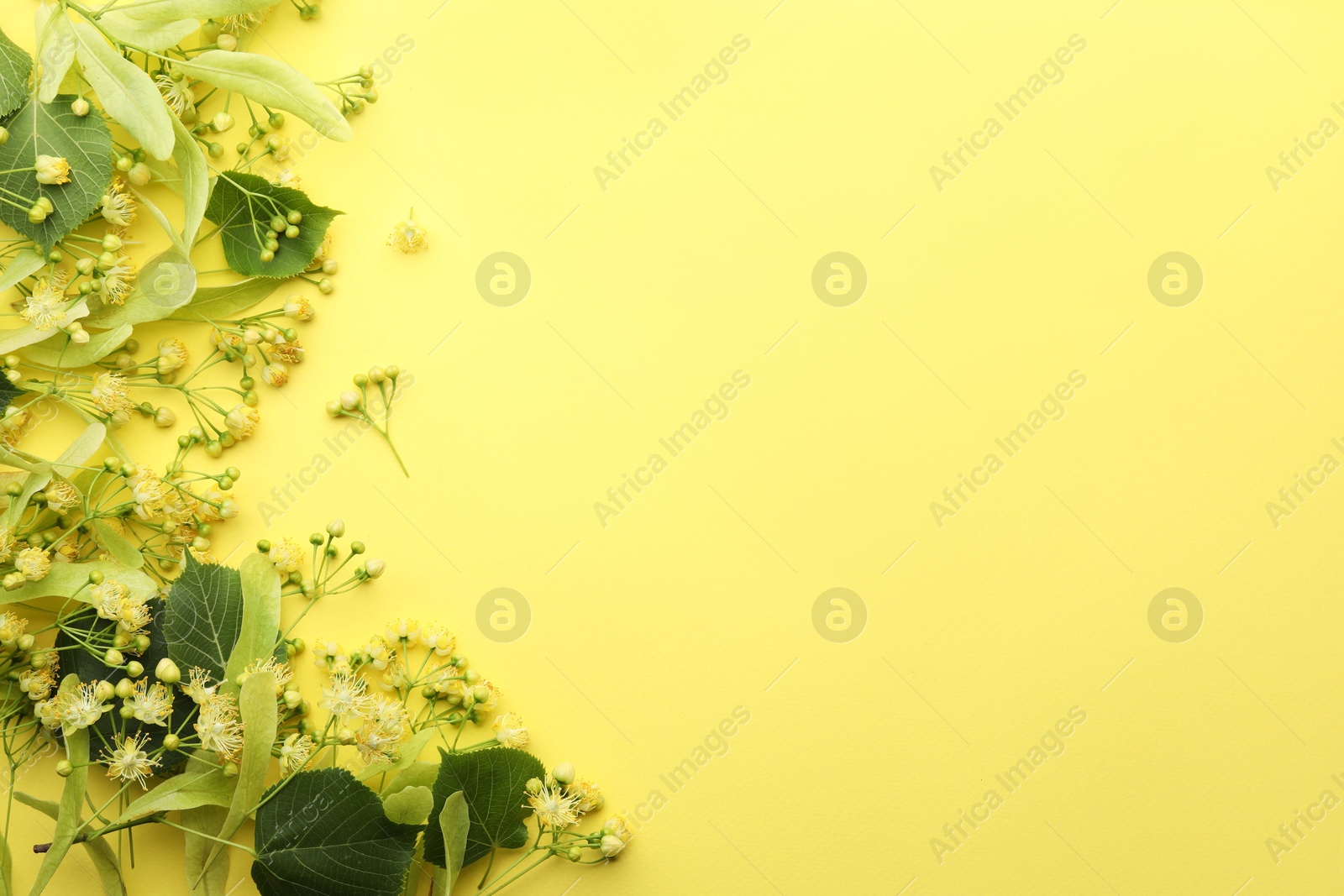 Photo of Fresh linden leaves and flowers on yellow background, top view. Space for text