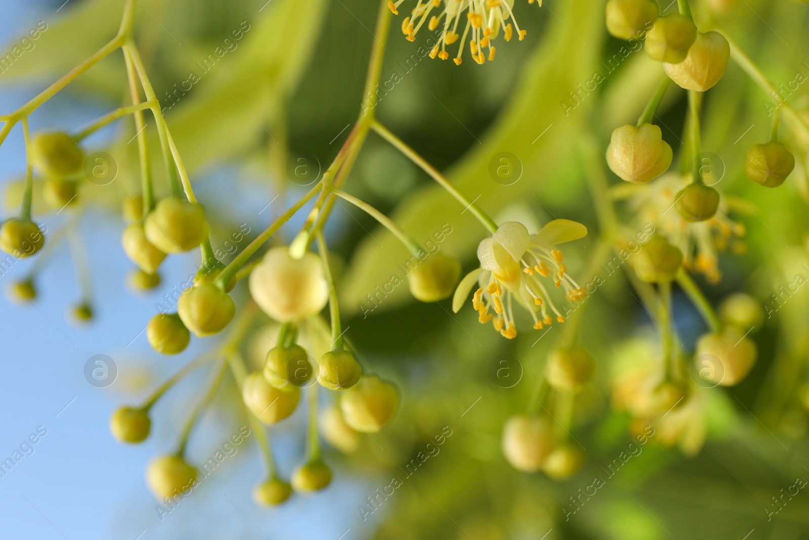 Photo of Beautiful linden tree with blossoms outdoors, closeup