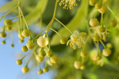 Photo of Beautiful linden tree with blossoms outdoors, closeup