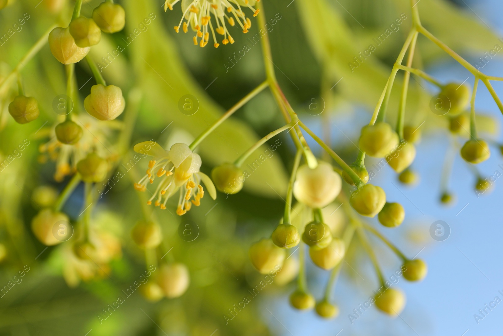 Photo of Beautiful linden tree with blossoms outdoors, closeup