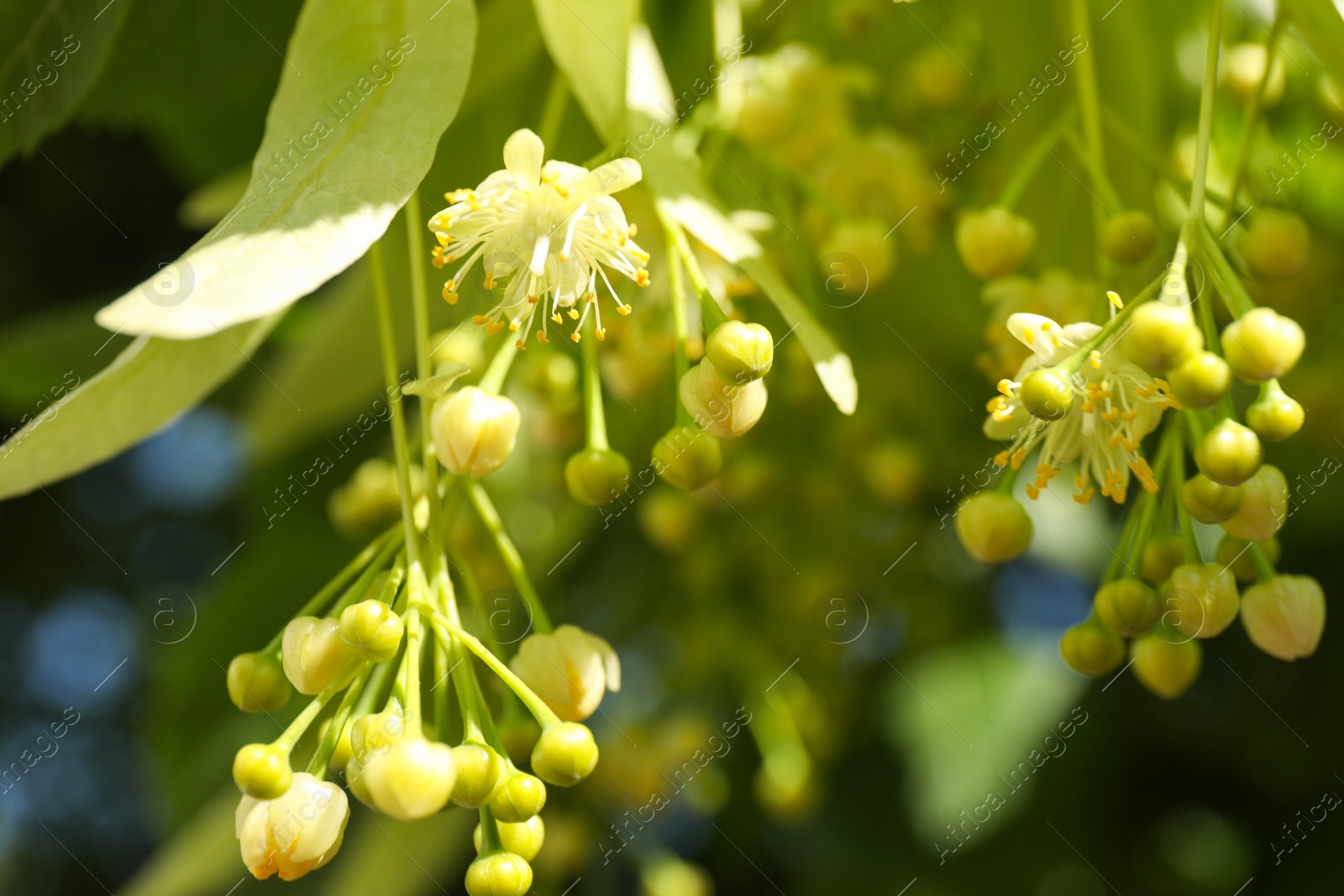 Photo of Beautiful linden tree with blossoms and green leaves outdoors