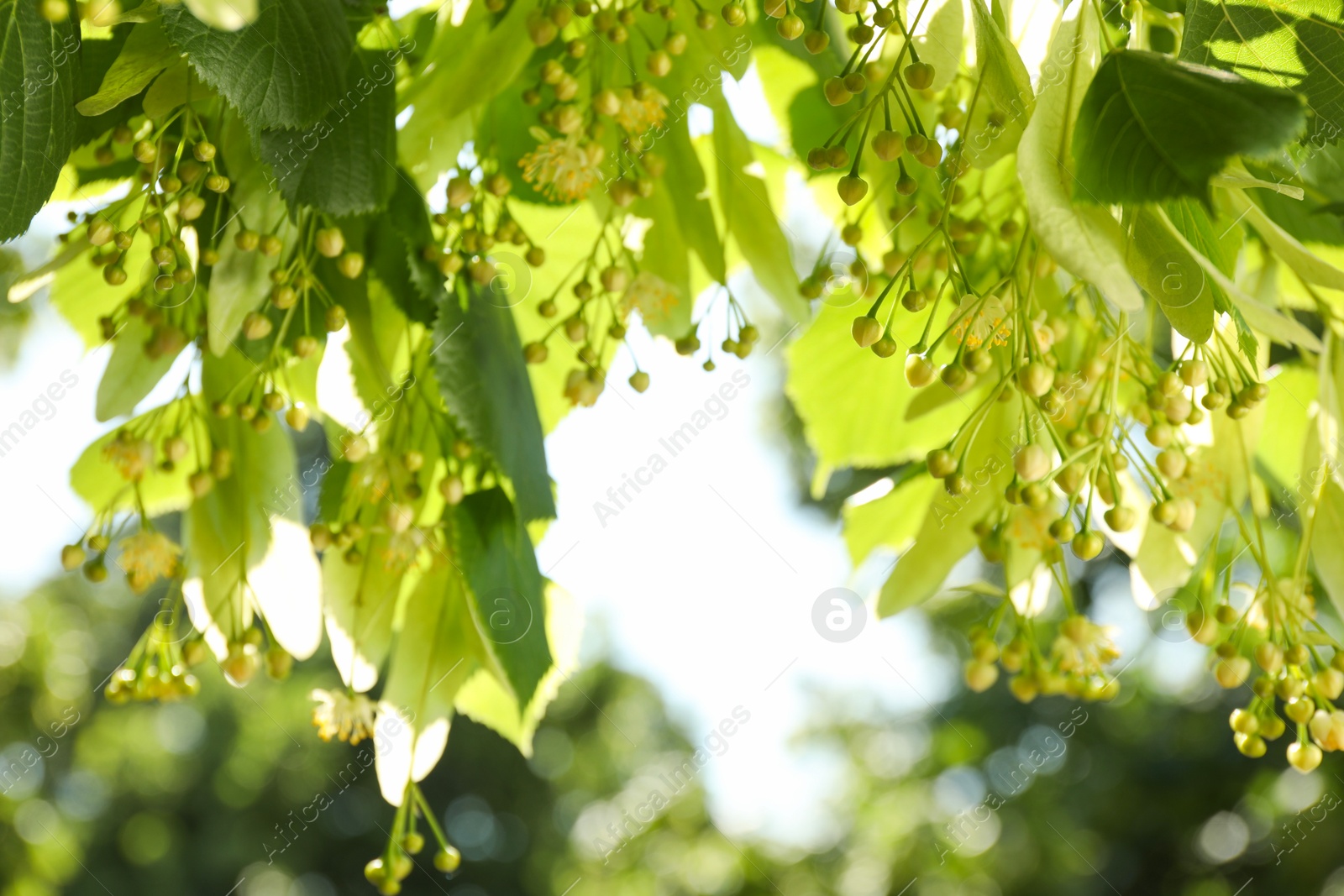 Photo of Beautiful linden tree with blossoms and green leaves outdoors