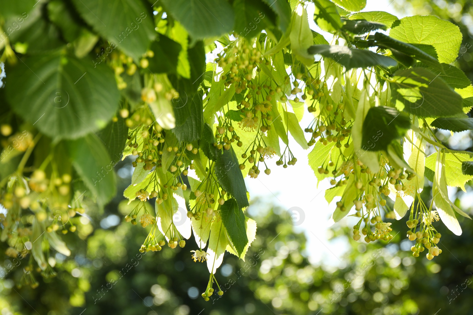 Photo of Beautiful linden tree with blossoms and green leaves outdoors