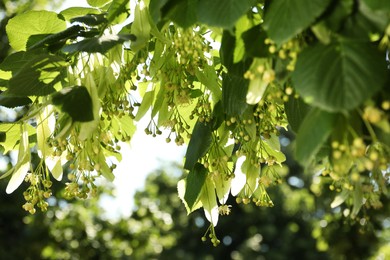 Photo of Beautiful linden tree with blossoms and green leaves outdoors