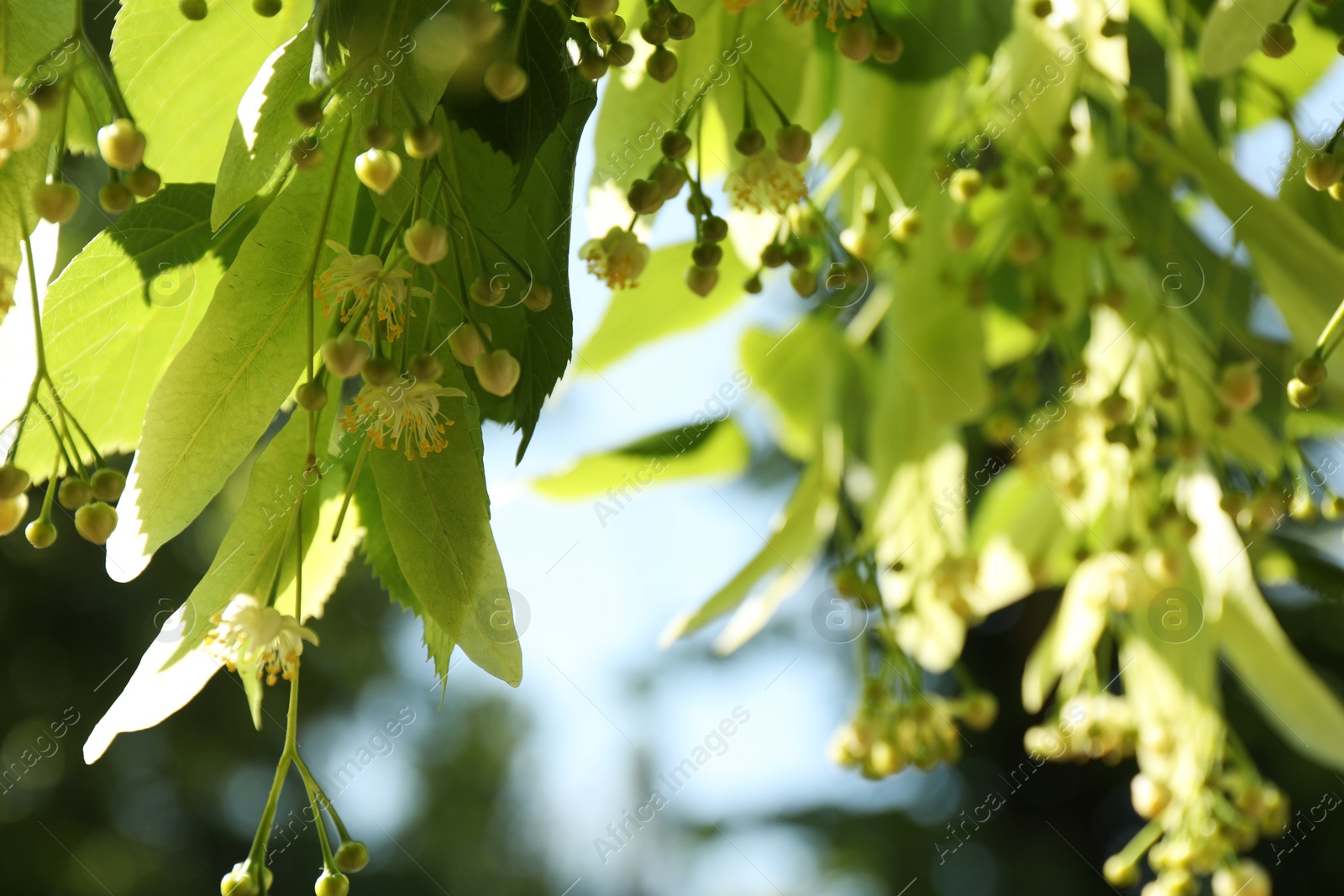 Photo of Beautiful linden tree with blossoms and green leaves outdoors